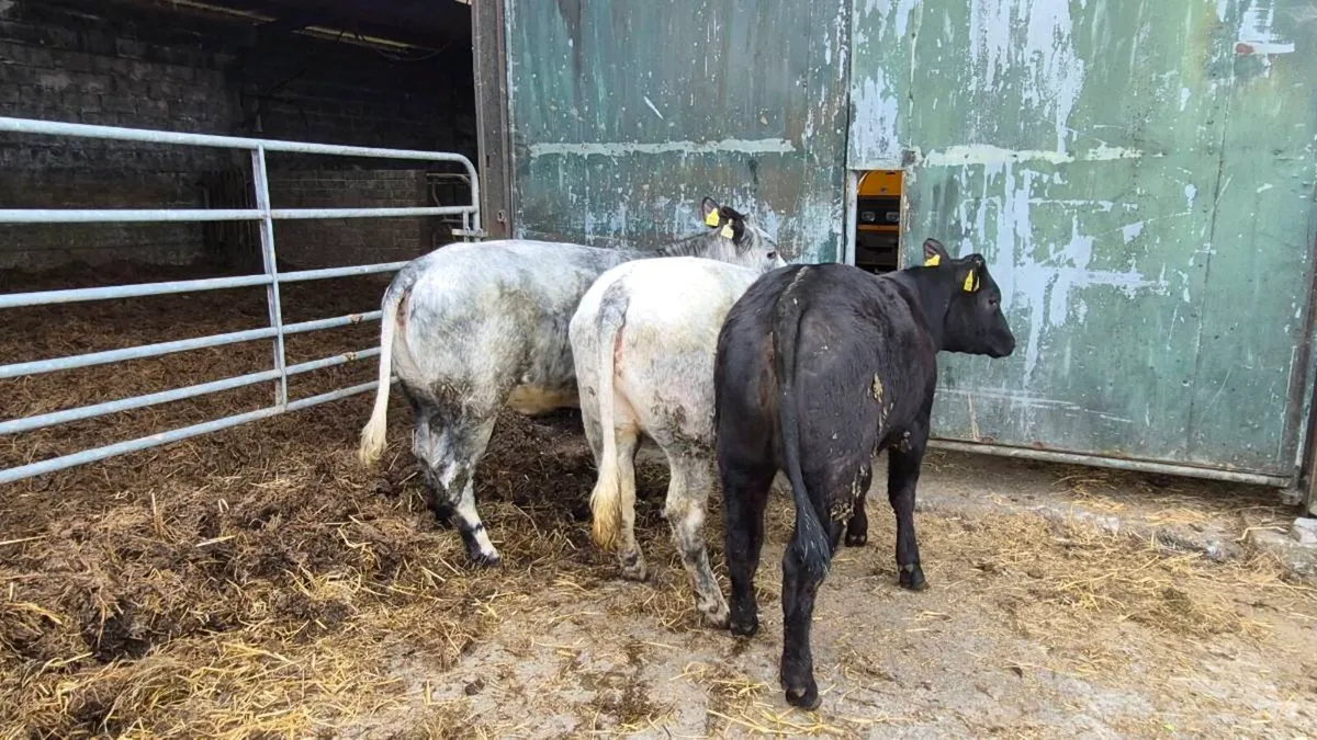 Heifers - Image 4