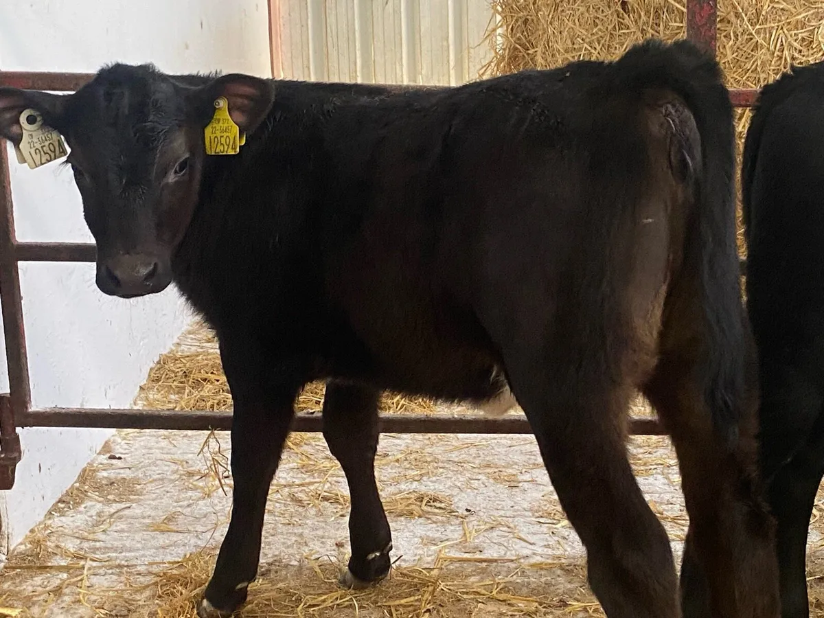 OAD Bulls And Heifers - Image 4