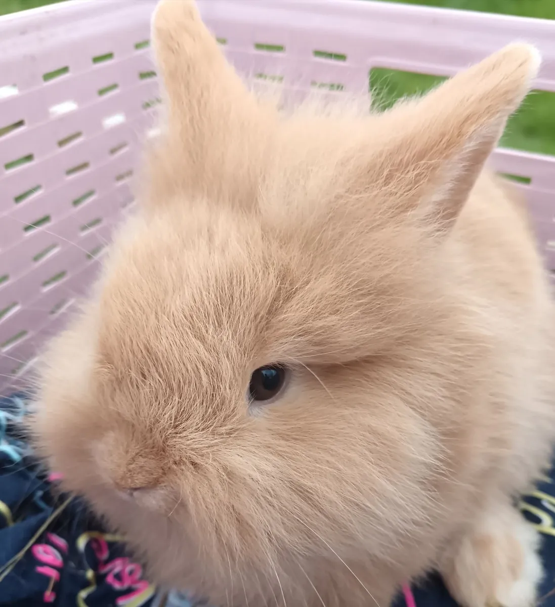 Rabbits Double Lionhead x Mini Lop - Image 1