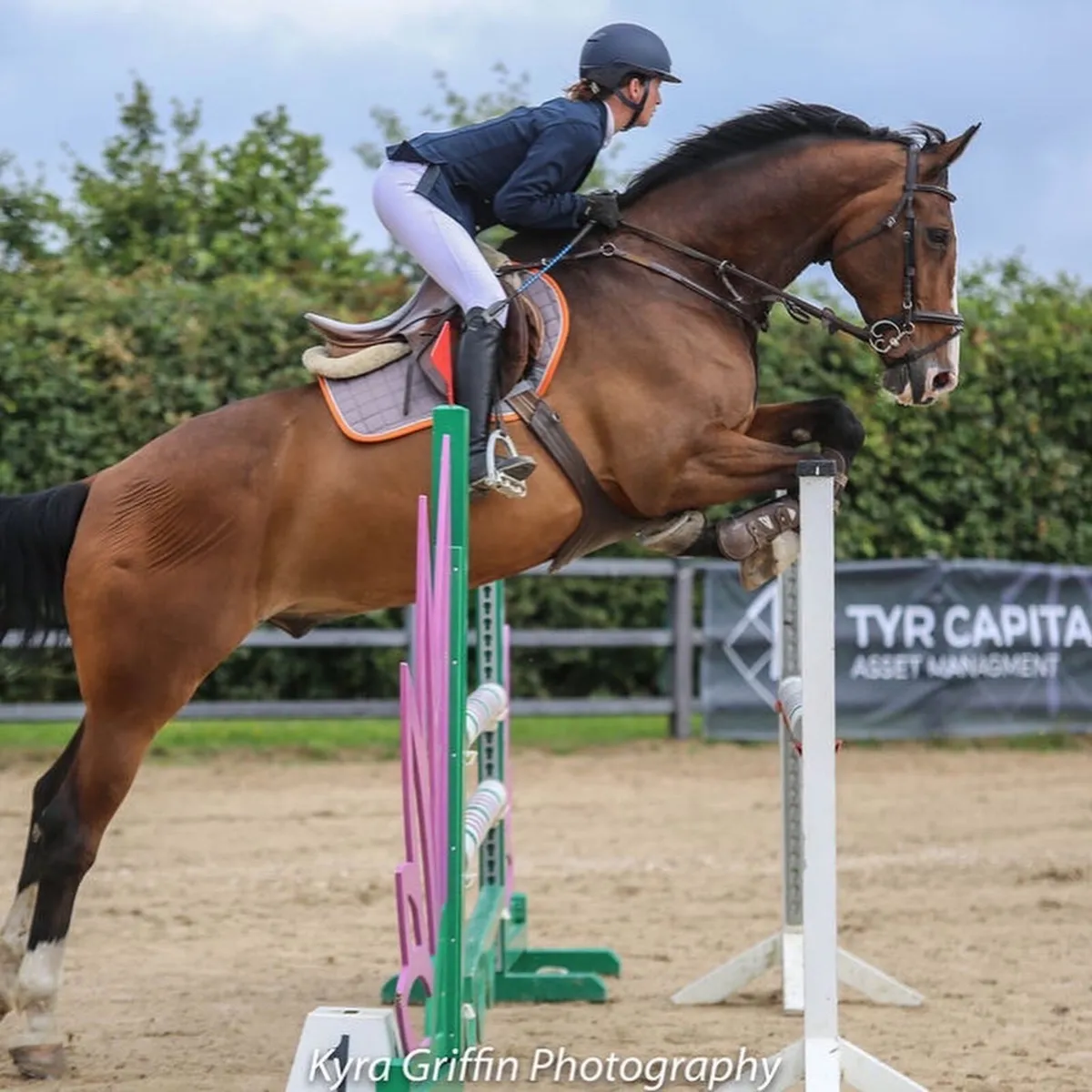 2009 17.3 Vivendi gelding - Image 4