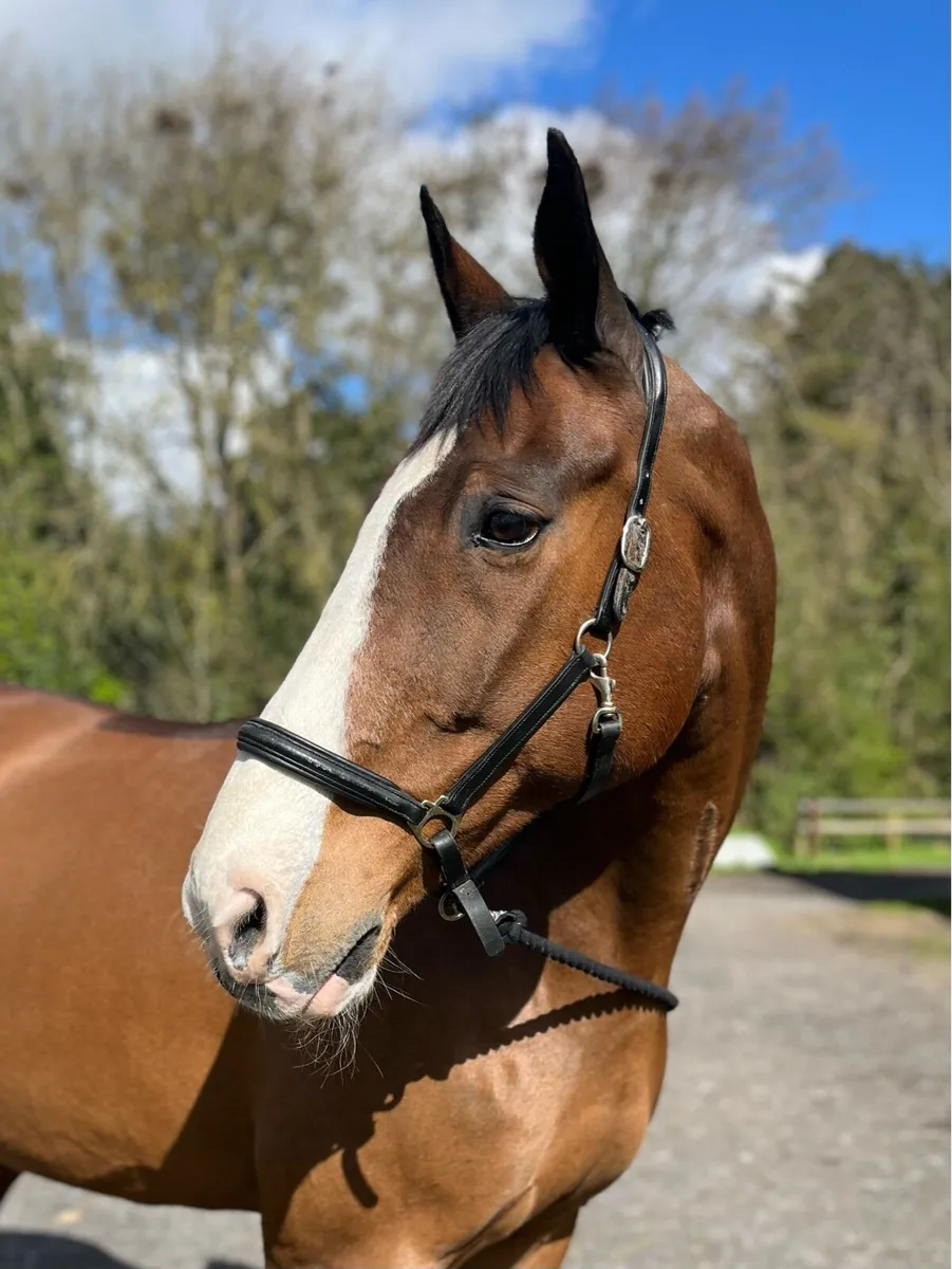 2009 17.3 Vivendi gelding - Image 1