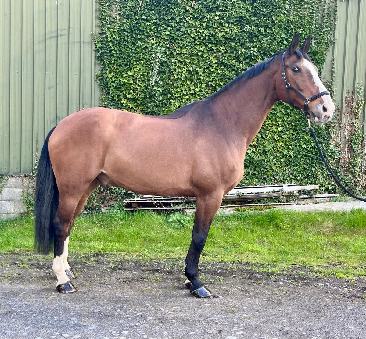 2009 17.3 Vivendi gelding - Image 2