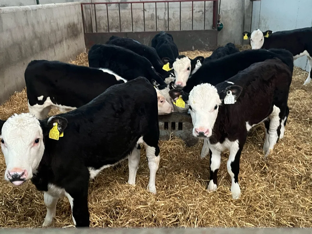 12 Top Grade AA HE Reared Heifer Calves - Image 1