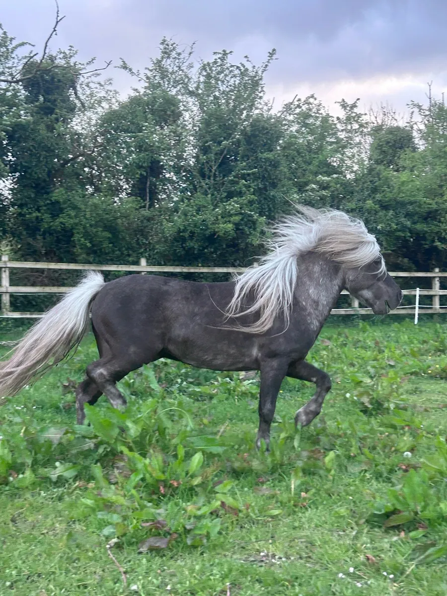 Miniature Silver Dapple Stallion at Stud - Image 3
