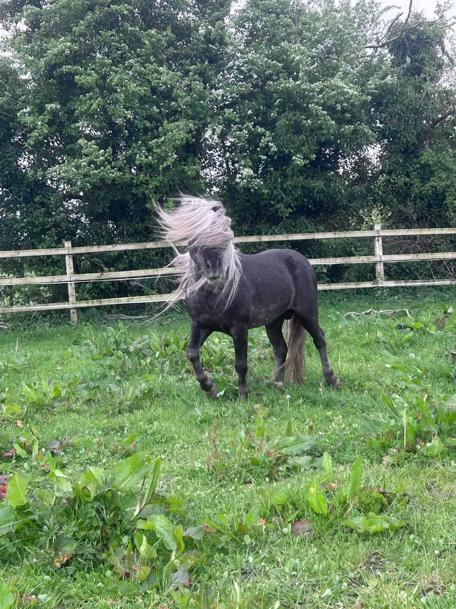 Miniature Silver Dapple Stallion at Stud - Image 4