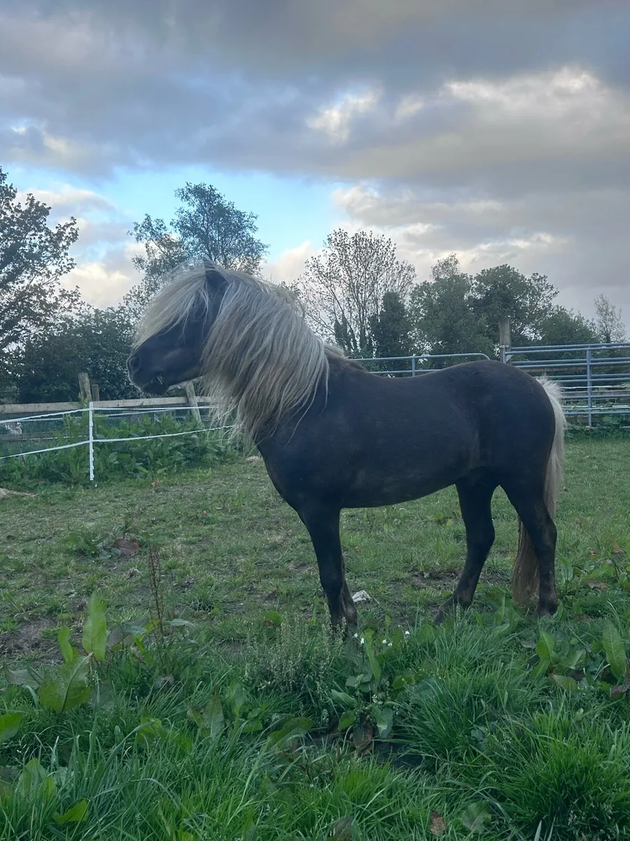 Miniature Silver Dapple Stallion at Stud - Image 1