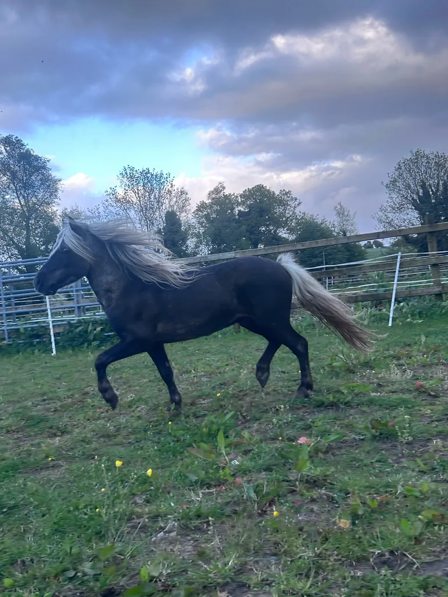 Miniature Silver Dapple Stallion at Stud - Image 2