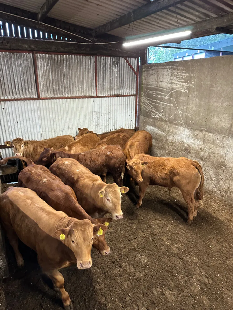U grade lim bullocks - Image 3