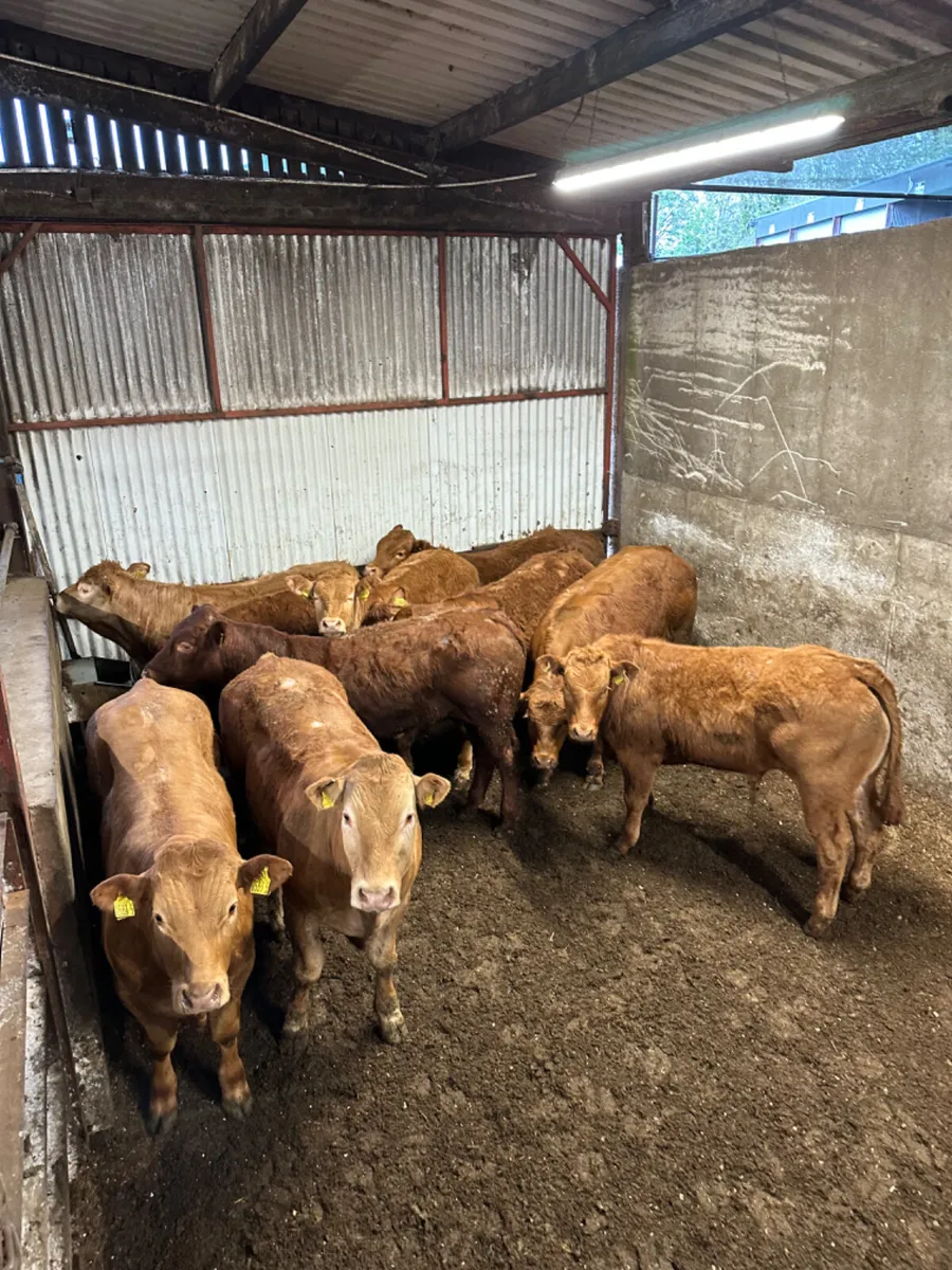 U grade lim bullocks - Image 2
