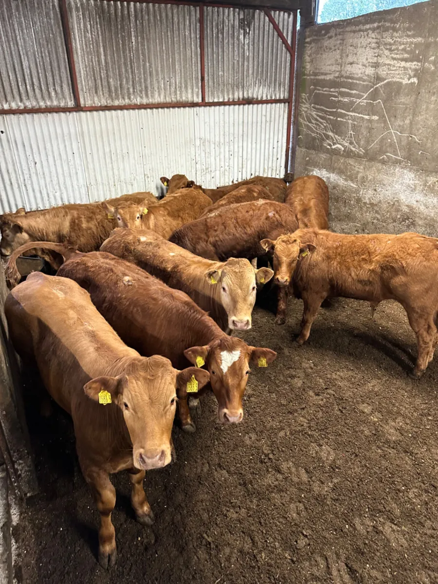 U grade lim bullocks - Image 4