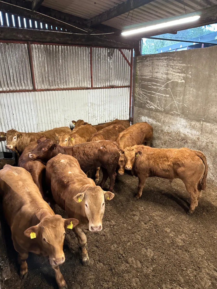 U grade lim bullocks - Image 1