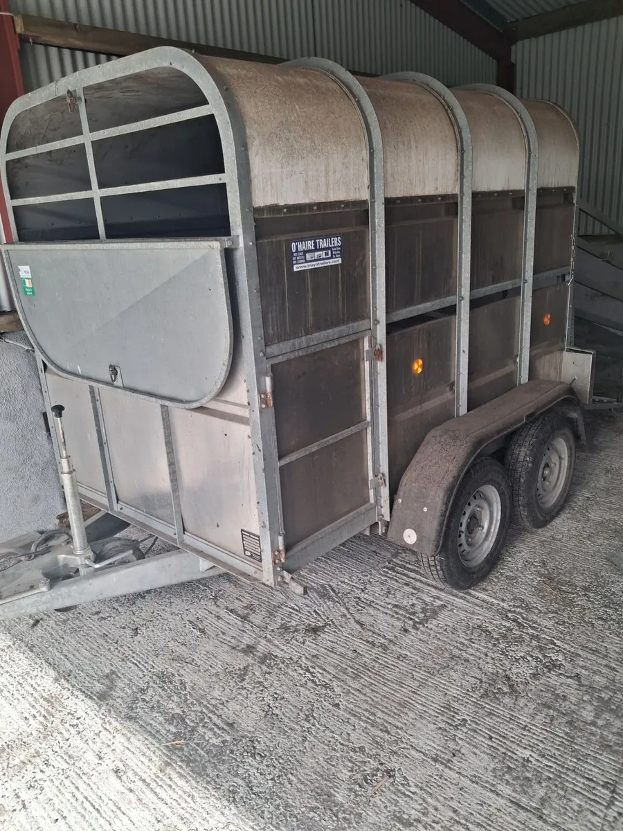 8×5 Cattle trailer - Image 1