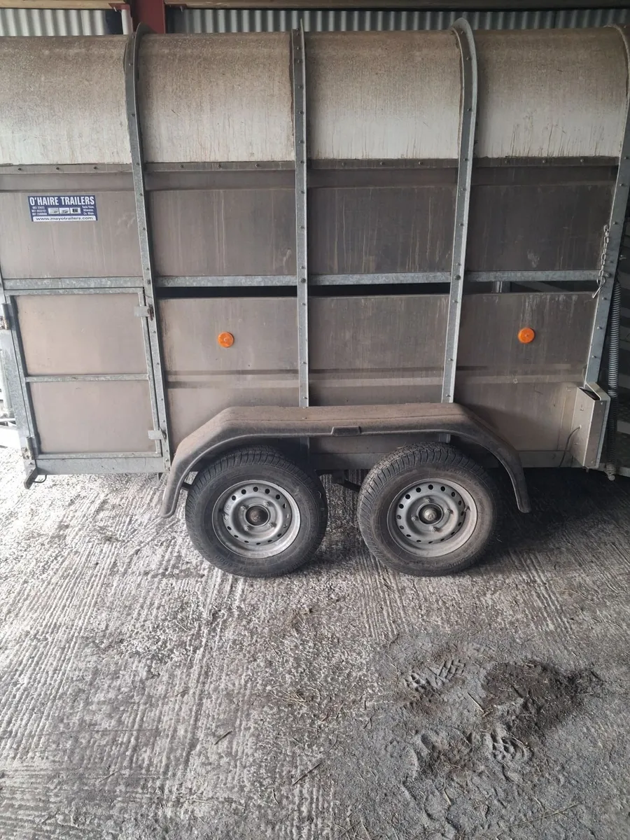 8×5 Cattle trailer - Image 2