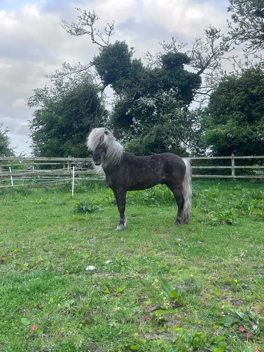 Miniature Silver Dapple Stallion at Stud - Image 1