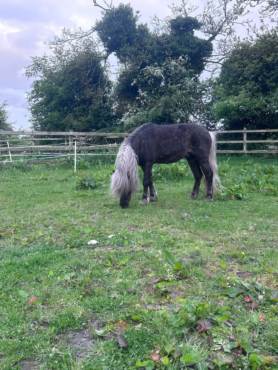 Miniature Silver Dapple Stallion at Stud - Image 2