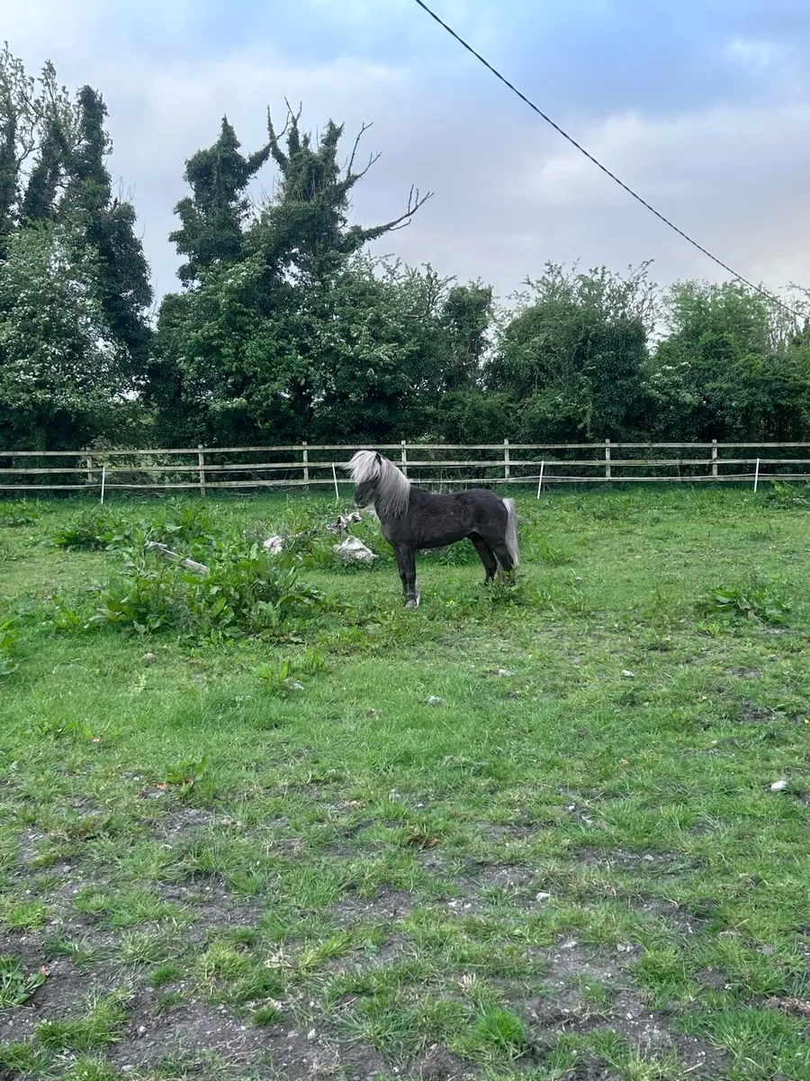 Miniature Silver Dapple Stallion at Stud - Image 4