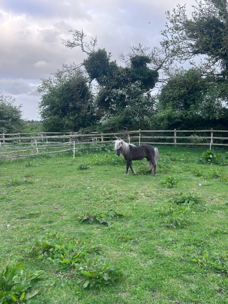 Miniature Silver Dapple Stallion at Stud - Image 3