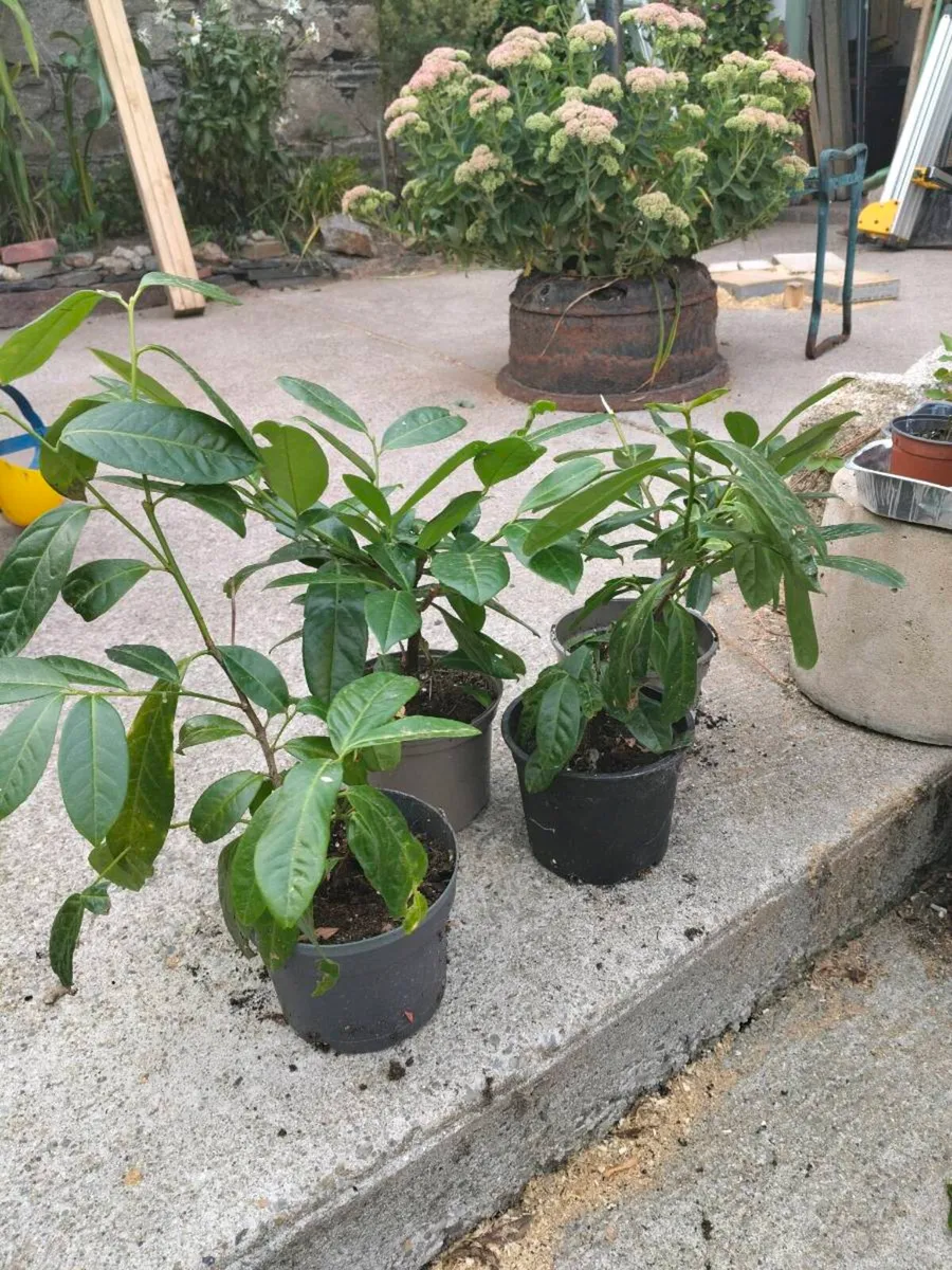 4 Laurel Hedging plants €5 each  or 4 for €15 - Image 2