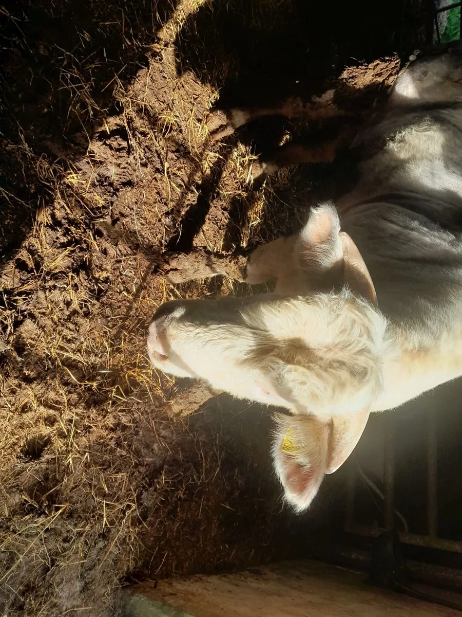 Livestock - Image 2