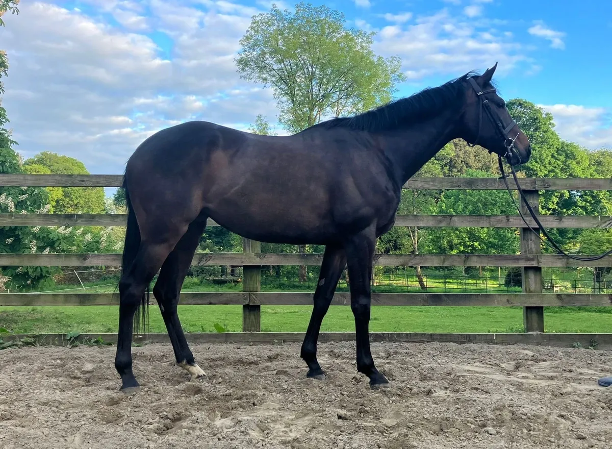 5 Year Old Thoroughbred Mare - Image 1