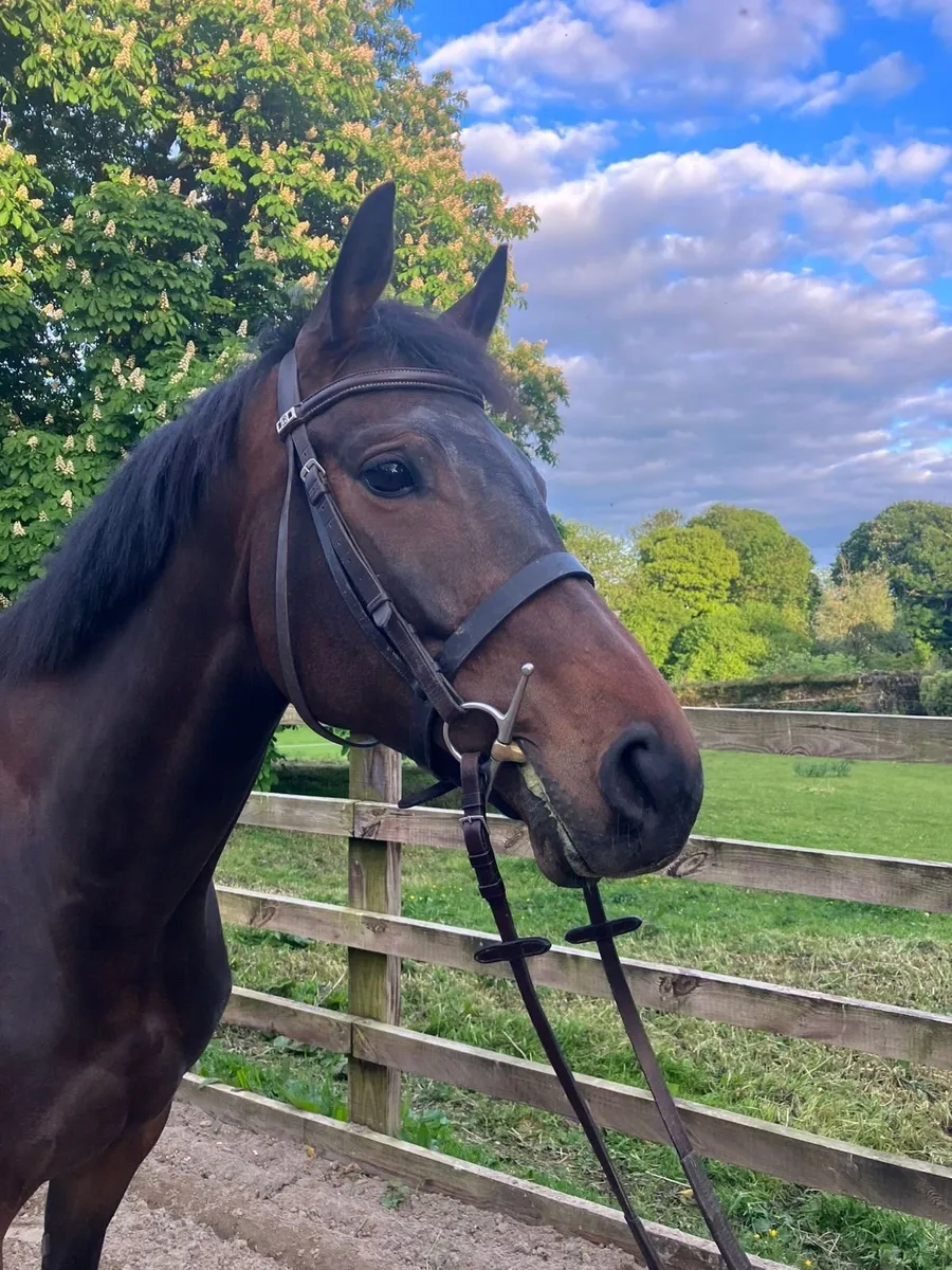 5 Year Old Thoroughbred Mare - Image 2