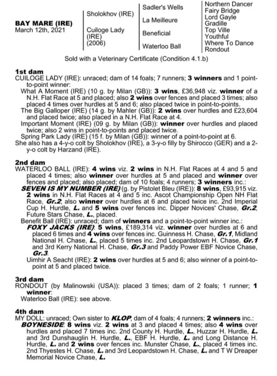 5 Year Old Thoroughbred Mare - Image 3