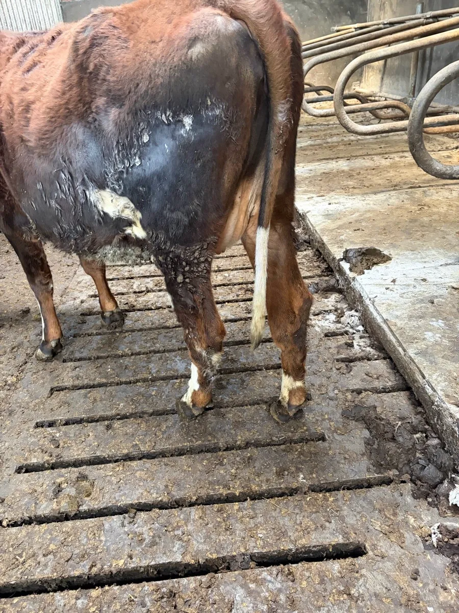 Incalf Fleckvieh heifer - Image 3