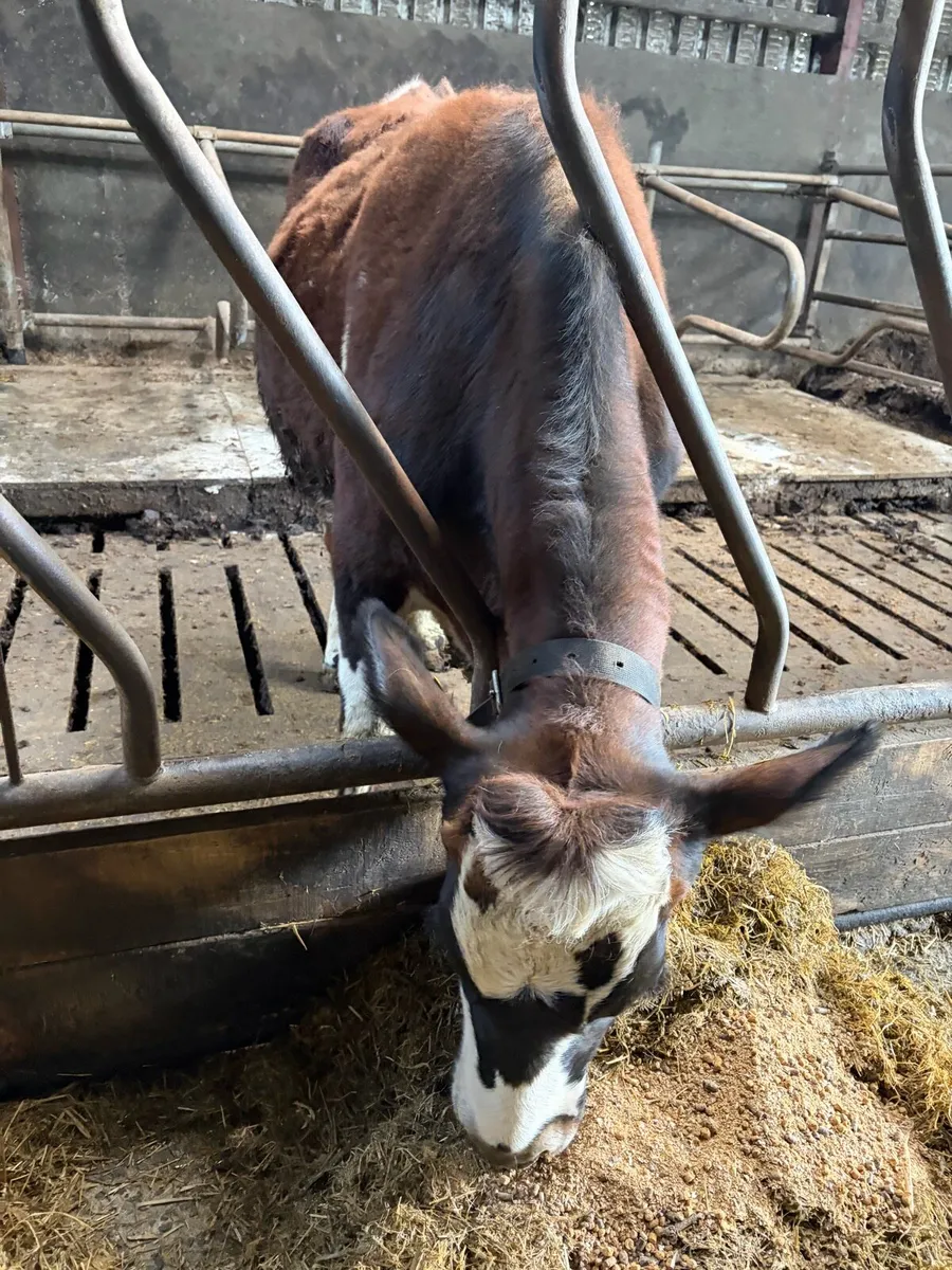 Incalf Fleckvieh heifer - Image 4