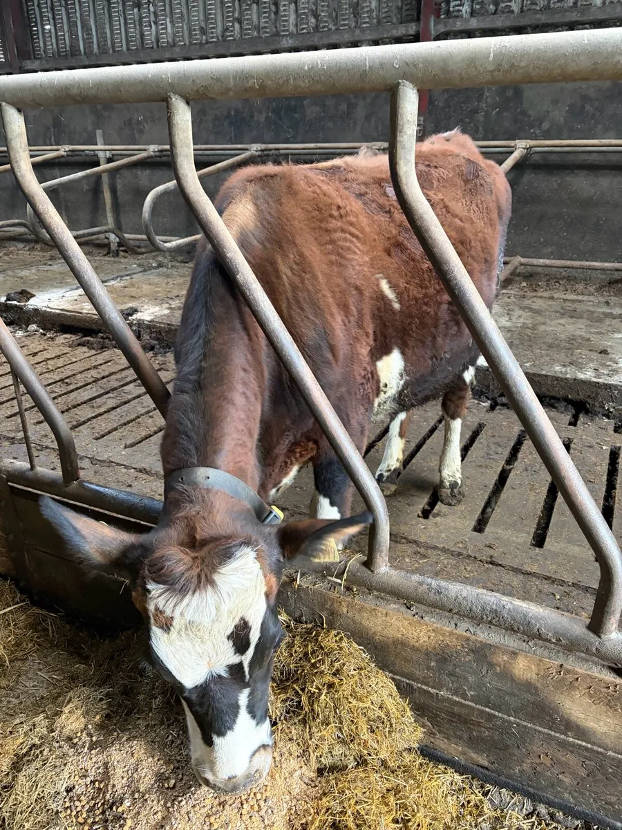 Incalf Fleckvieh heifer - Image 1