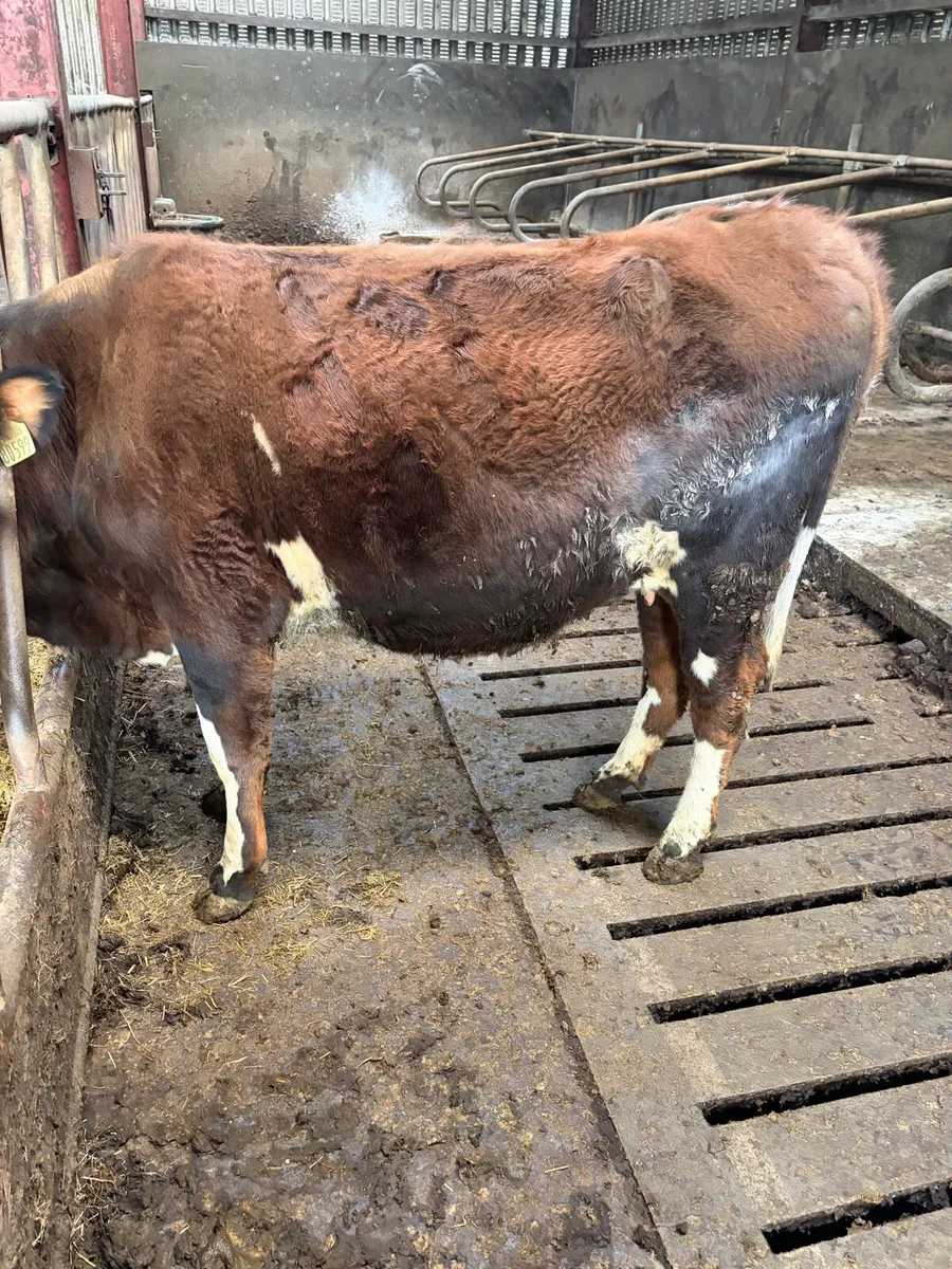 Incalf Fleckvieh heifer - Image 2