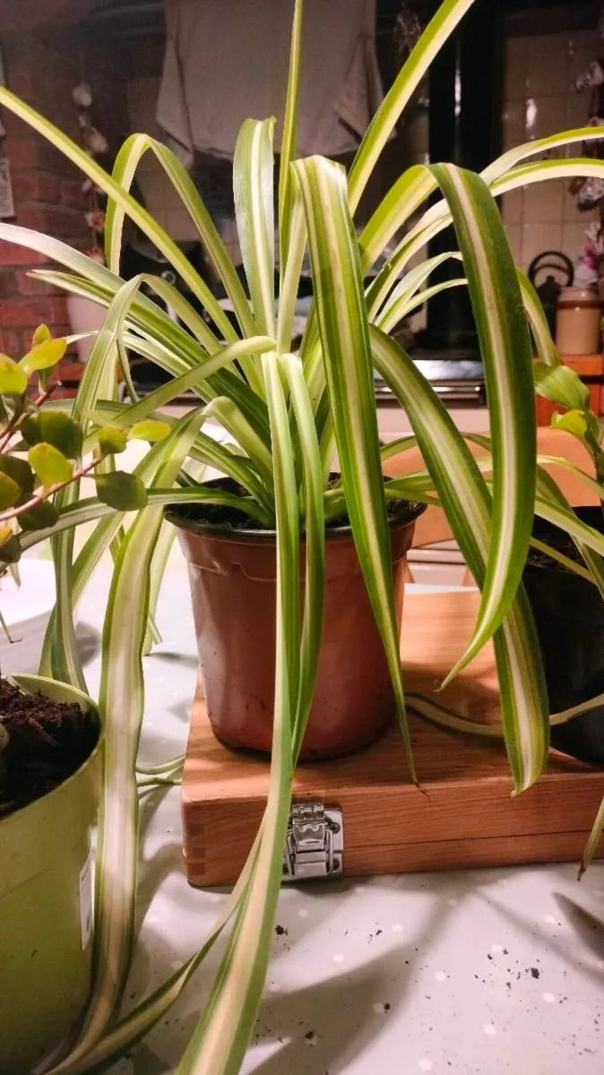 Spider plant all sizes €4 to €6, depends on sizes - Image 4