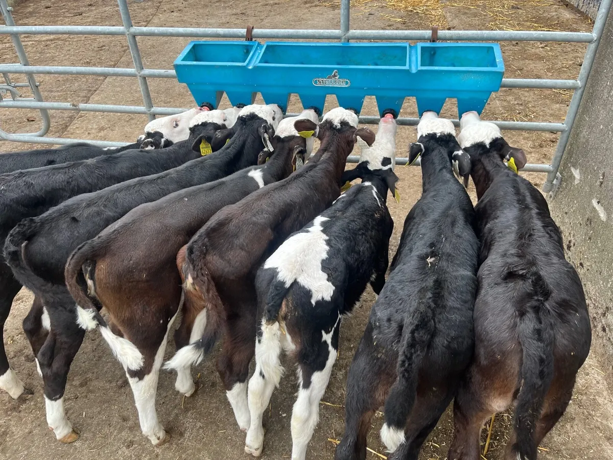 Hereford heifer calves - Image 3