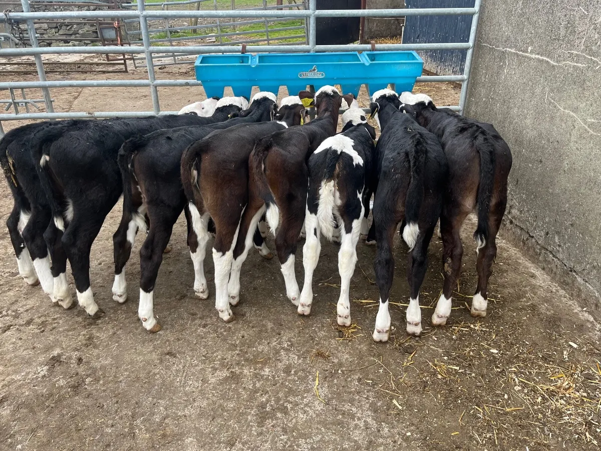 Hereford heifer calves - Image 4