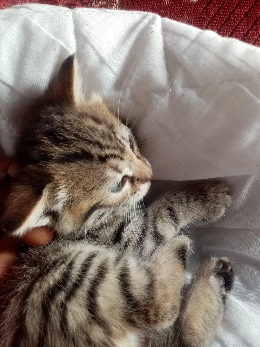 Ragdoll Tiger kitten - Image 1