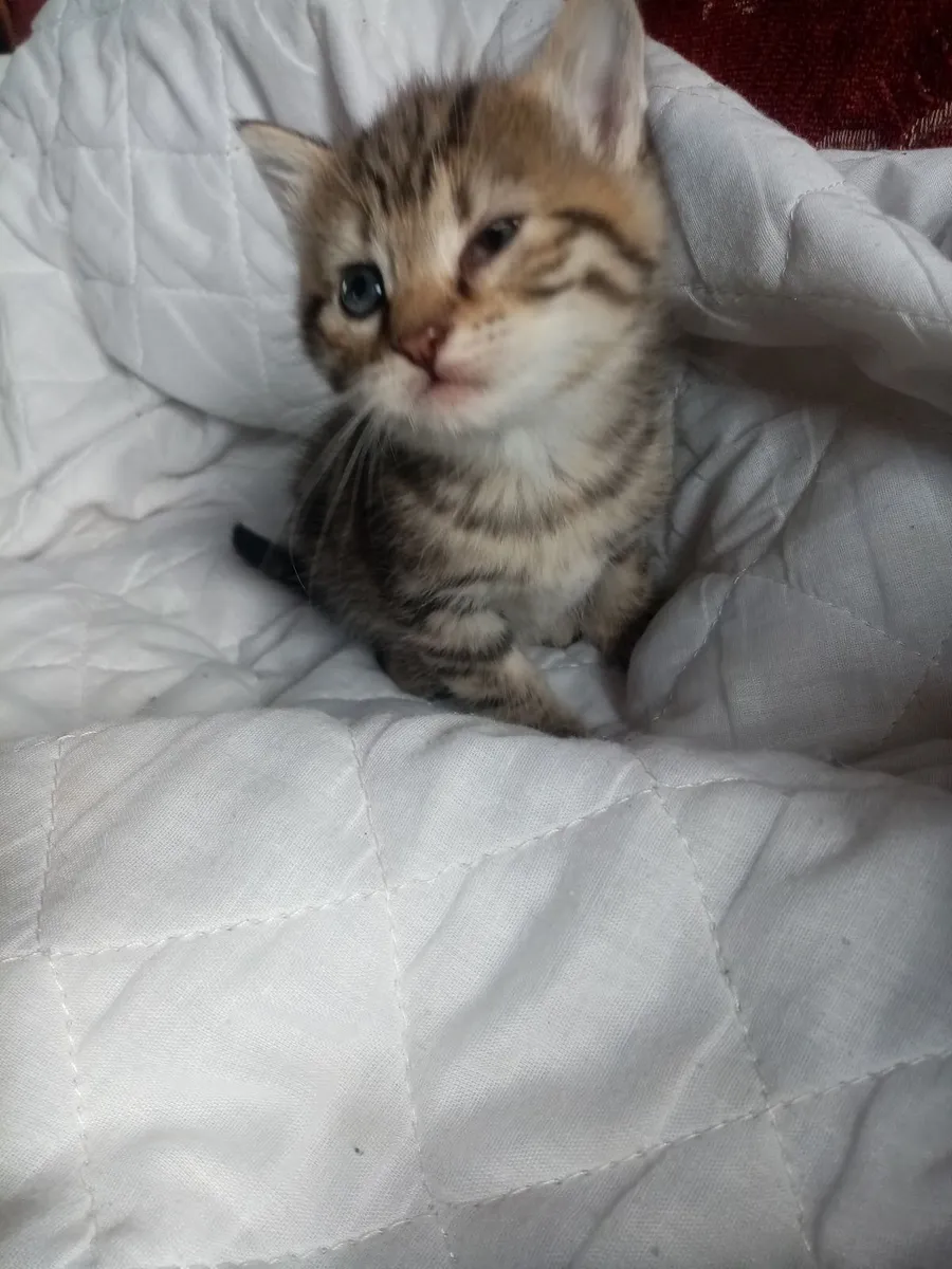 Ragdoll Tiger kitten - Image 2