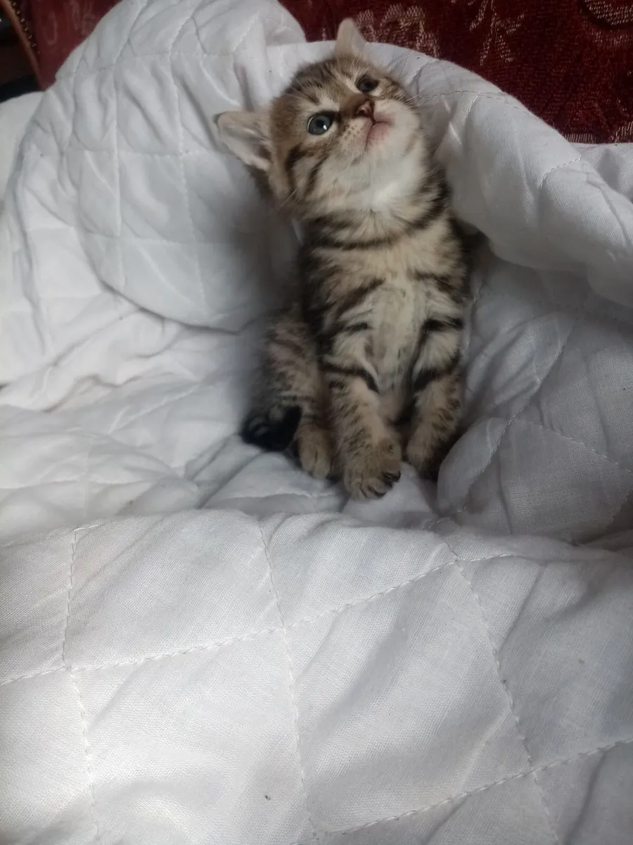 Ragdoll Tiger kitten - Image 3