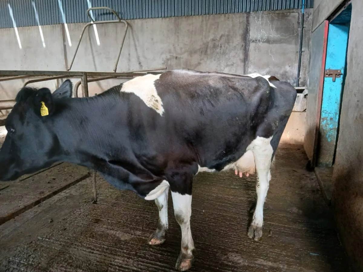 Cow to rear calfs - Image 2