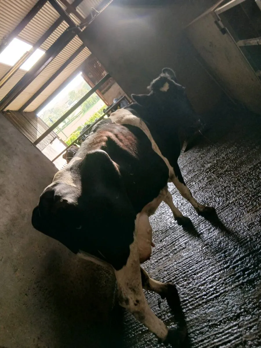 Cow to rear calfs - Image 3