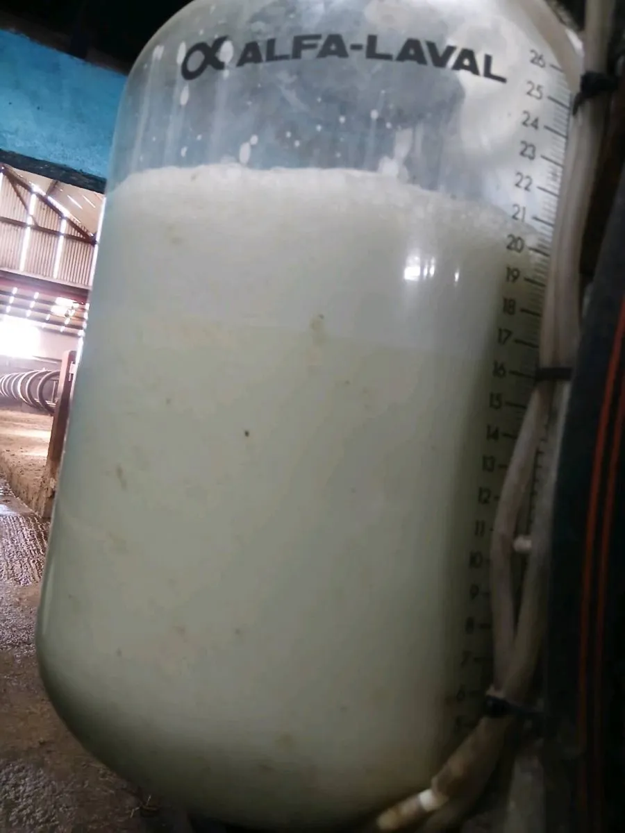 Cow to rear calfs - Image 4
