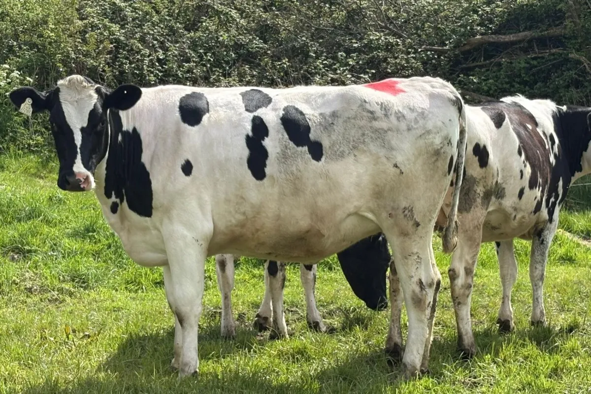 18 Summer Calving Pedigree Hol/Fr In Calf Heifers - Image 2