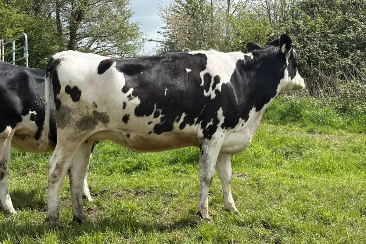 18 Summer Calving Pedigree Hol/Fr In Calf Heifers - Image 1