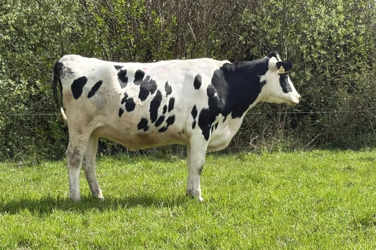 18 Summer Calving Pedigree Hol/Fr In Calf Heifers - Image 4