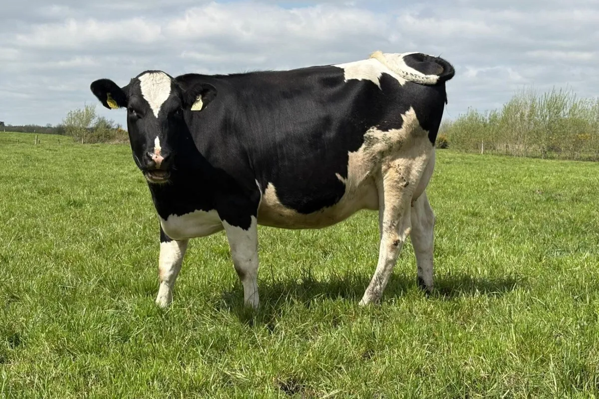 18 Summer Calving Pedigree Hol/Fr In Calf Heifers - Image 3