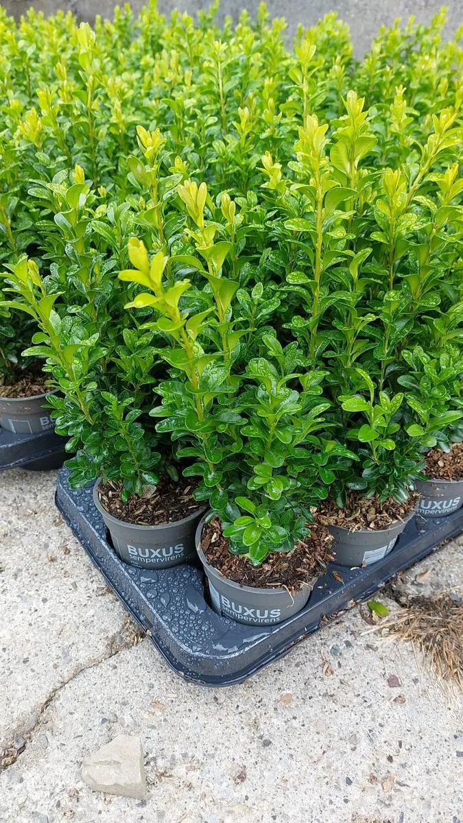 Box Hedging - Image 4