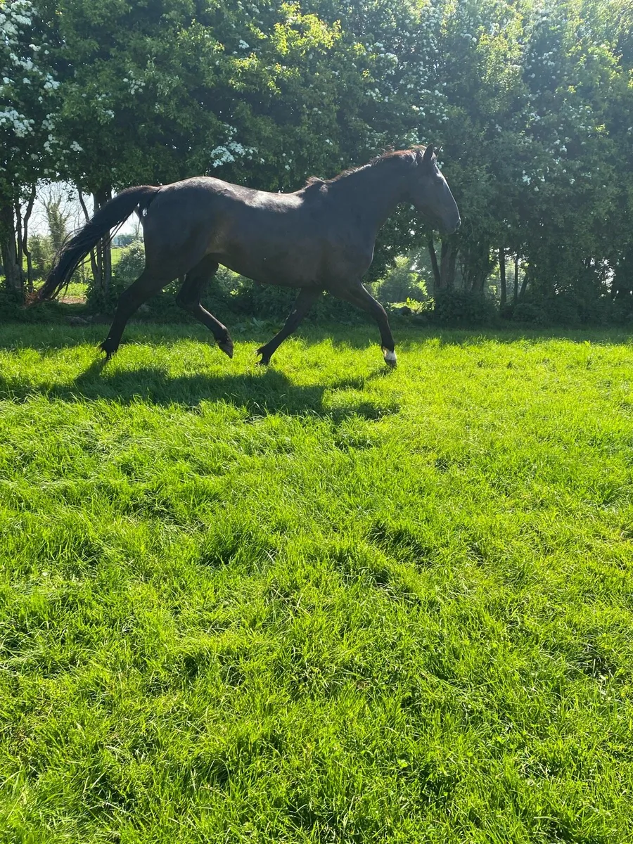 15.2 Allrounder - Image 2