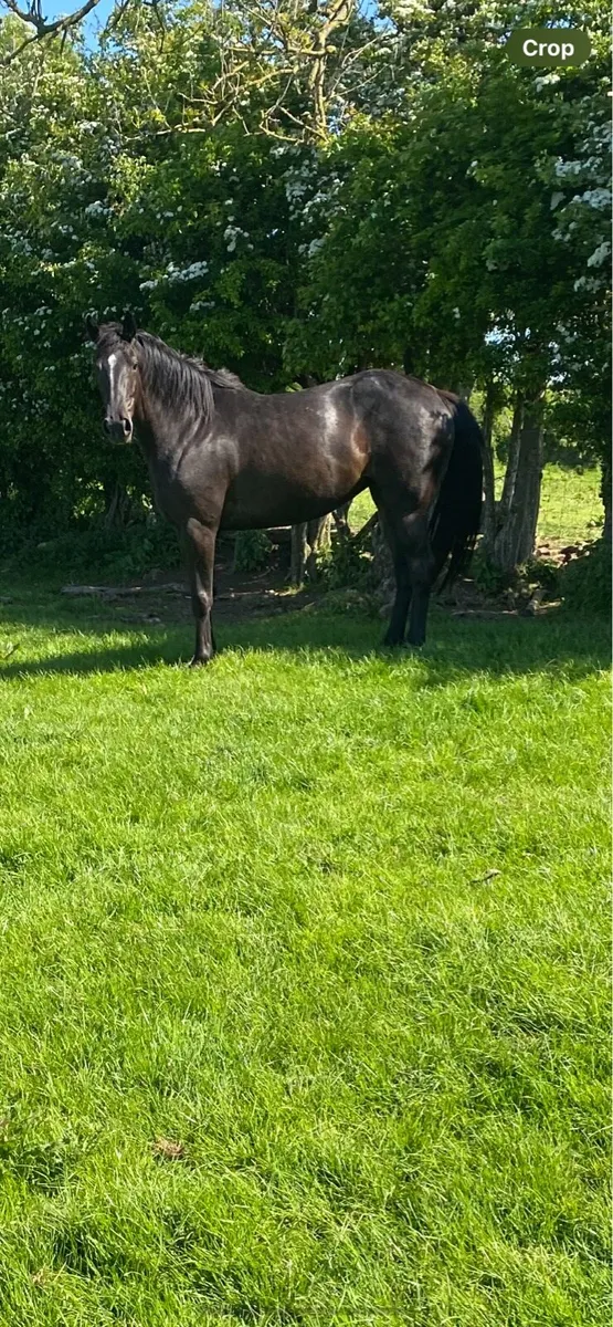 15.2 Allrounder - Image 3