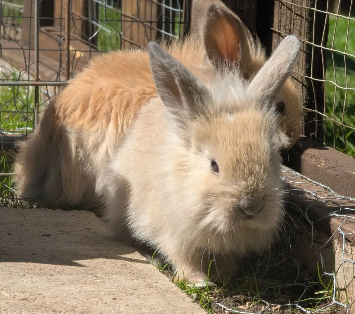 Rabbit - Image 2
