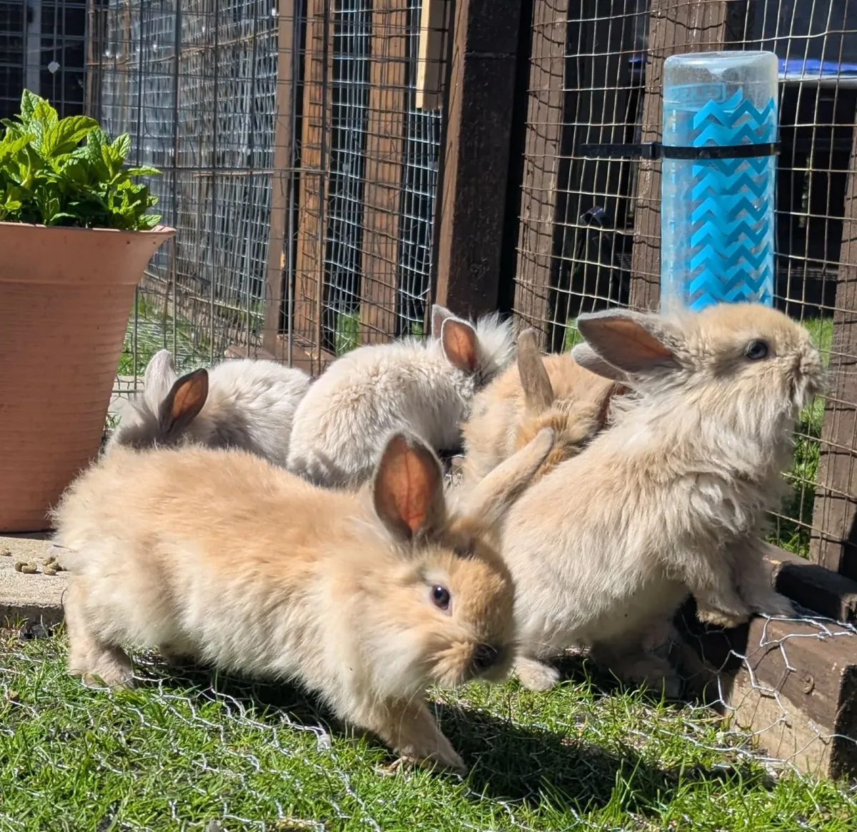 Rabbit - Image 1