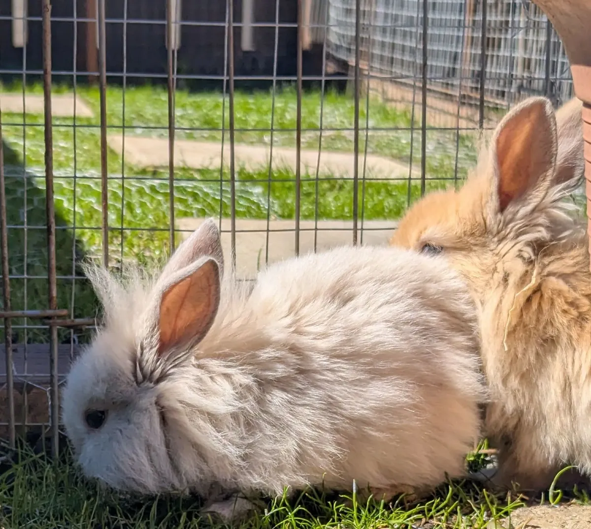 Rabbit - Image 4