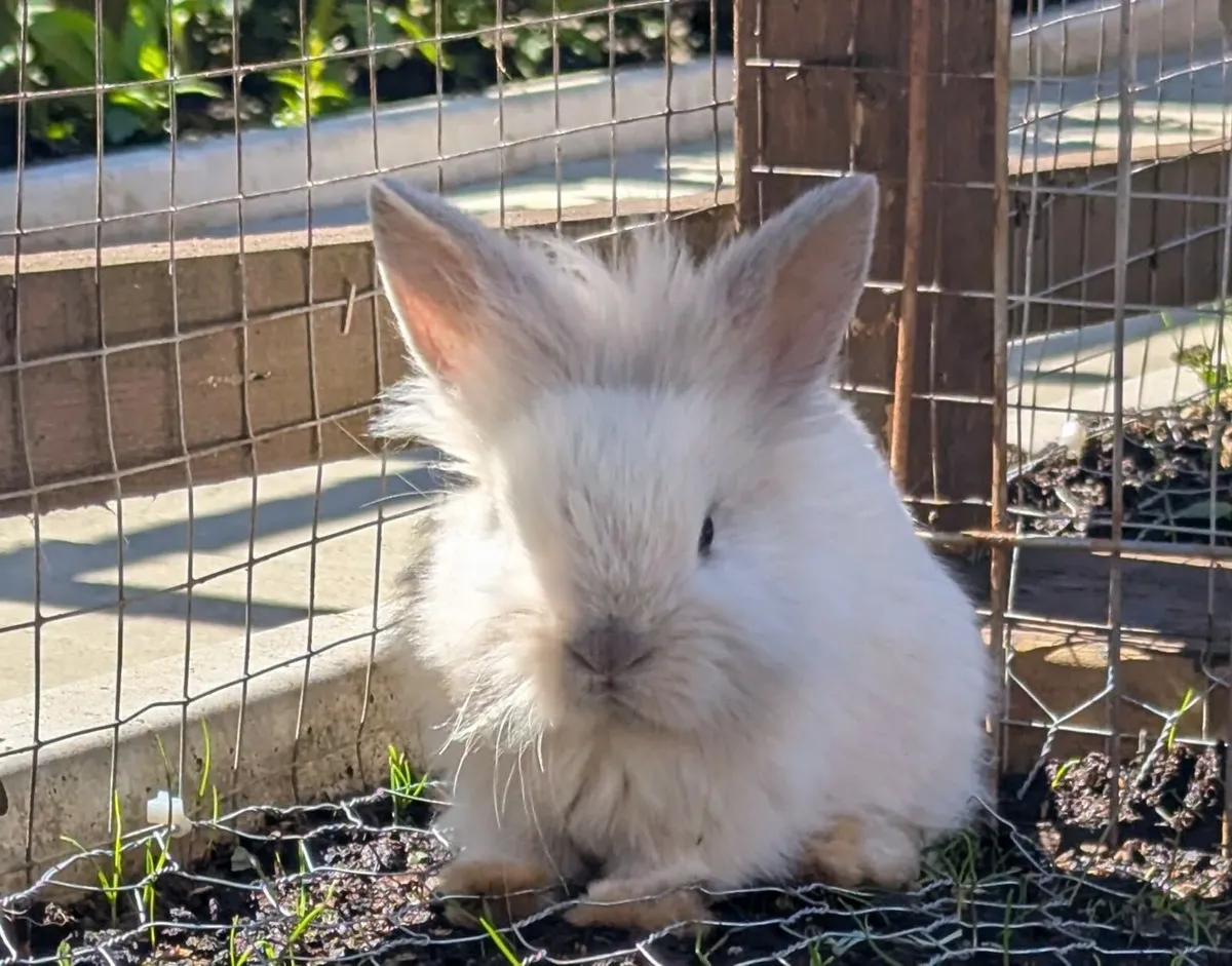 Rabbit - Image 3